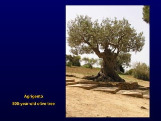 Agrigento 800-year-old olive tree 