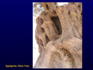 Agrigento, Olive Tree 