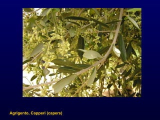 Agrigento, Capperi (capers) 