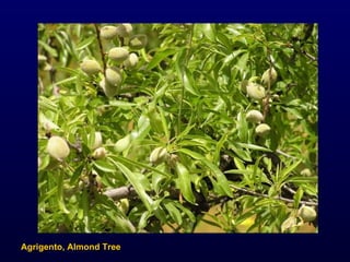 Agrigento, Almond Tree 