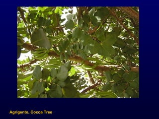 Agrigento, Cocoa Tree 