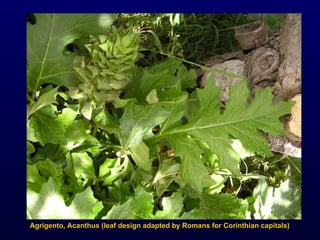 Agrigento, Acanthus (leaf design adapted by Romans for Corinthian capitals) 
