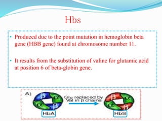 • Produced due to the point mutation in hemoglobin beta
gene (HBB gene) found at chromosome number 11.
• It results from the substitution of valine for glutamic acid
at position 6 of beta-globin gene.
Hbs
 