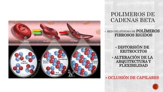  RED GELATINOSA DE POLÍMEROS
FIBROSOS RIGIDOS
 DISTORSIÓN DE
ERITROCITOS
 ALTERACIÓN DE LA
ARQUITECTURA Y
FLEXIBILIDAD
 OCLUSIÓN DE CAPILARES
 