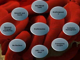 Erythrocytes
Red Blood
Cells
Erythropoesi
s
Contains
Hemoglobin
Transports
oxygen
100 – 120
days
No Nucleus
Squeeze
through
Capillaries
Smooth and
round
 