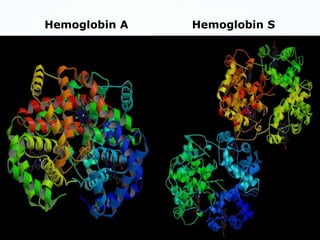 Hemoglobin A Hemoglobin S
 