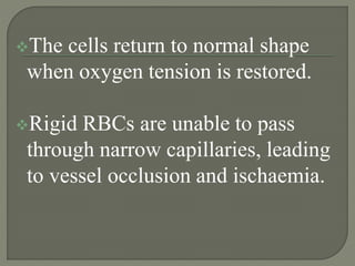 The cells return to normal shape
when oxygen tension is restored.
Rigid RBCs are unable to pass
through narrow capillaries, leading
to vessel occlusion and ischaemia.
 