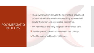 POLYMERIZATIO
N OF HbS
 HbS polymerization disrupts the normal lipid bilayer and
proteins of red cells membranes resulting in decreased
cellular hydration and accelerated haemolysis.
 The net effect is the early apoptosis of red blood cells.
The life span of normal red blood cells: 90-120 days
The life span of sickle cells: 10-20 days
 