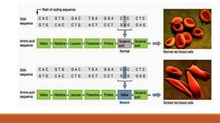Pathophysiology of Sickle cell anaemia.pptx