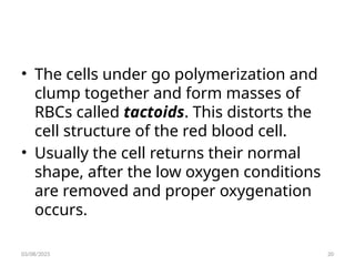• The cells under go polymerization and
clump together and form masses of
RBCs called tactoids. This distorts the
cell structure of the red blood cell.
• Usually the cell returns their normal
shape, after the low oxygen conditions
are removed and proper oxygenation
occurs.
03/08/2025 20
 