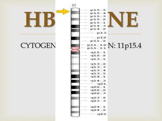 
HBB GENE
CYTOGENETIC LOCATION: 11p15.4