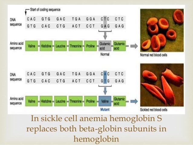 Sickle Cell Anemia Causes And Inheritance Pattern