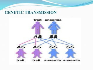 GENETIC TRANSMISSION
 