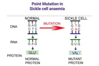 Point Mutation Sickle Cell Anemia