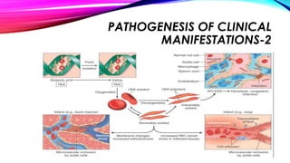 PATHOGENESIS OF CLINICAL
MANIFESTATIONS-2
 