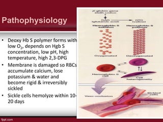 Pathophysiology
• Deoxy Hb S polymer forms with
low O2, depends on Hgb S
concentration, low pH, high
temperature, high 2,3-DPG
• Membrane is damaged so RBCs
accumulate calcium, lose
potassium & water and
become rigid & irreversibly
sickled
• Sickle cells hemolyze within 10-
20 days
 