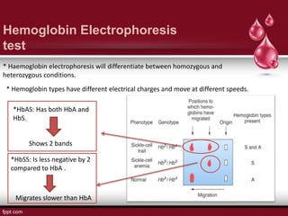 Hemoglobin Electrophoresis
test
* Haemoglobin electrophoresis will differentiate between homozygous and
heterozygous conditions.
* Hemoglobin types have different electrical charges and move at different speeds.
*HbSS: Is less negative by 2
compared to HbA .
Migrates slower than HbA
*HbAS: Has both HbA and
HbS.
Shows 2 bands
 