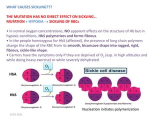 WHAT CAUSES SICKLING???
THE MUTATION HAS NO DIRECT EFFECT ON SICKLING…
MUTATION + HYPOXIA  SICKLING OF RBCs
• In normal oxygen concentrations, NO apparent effects on the structure of Hb but in
hypoxic conditions, HbS polymerizes and forms fibrous.
• In the people homozygous for HbS (affected), the presence of long chain polymers
change the shape of the RBC from its smooth, biconcave shape into ragged, rigid,
fibrous, sickle-like shape.
• Carriers have the symptoms only if they are deprived of O2 (esp. in high altitudes and
while doing heavy exercise) or while severely dehydrated
HbA
HbS
O2
O2
Nucleation initiates polymerization
10-02-2020
 