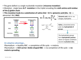 Glutamic acid, rich in –ve
charges, hydrophilic
Valine, a branched amino
acid, has hydrophobic R
groups.
• The gene defect is a single nucleotide mutation (missense mutation)
• Mutation: single base A>T mutation in the triplet encoding the sixth amino acid residue
of the  globin chain
• This mutation leads to a substitution of valine (Val - V) for glutamic acid (Glu - E) 
abnormal Hb ( HbS)
An adaptive advantage…
Plasmodium  Healthy RBC  completion of life cycle  malaria.
Plasmodium  SCD carrier: Sickle-shaped RBC  no completion of life cycle  no
malaria spreading.
The hydrophobic groups
form hydrophobic patches
which on hypoxic conditions
become nucleation sites.
10-02-2020
 