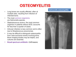 OSTEOMYELITIS
• Long bones are usually affected, often at
multiple sites, resulting from infection of
infarcted bone.
• The most common organisms
are Salmonella species.
• Staphylococcus aureus, the most common
organism in patients without SCD, accounts
for less than a quarter of cases.
• Articular infection is less common and is often
due to Streptococcus pneumoniae.
• It may be difficult to distinguish osteomyelitis
from vaso-occlusive events involving bone.
Bone imaging studies may be helpful, and
cultures are essential.
• Broad spectrum antibiotic -Ceftriaxone
Salmonella osteomyelitis
 