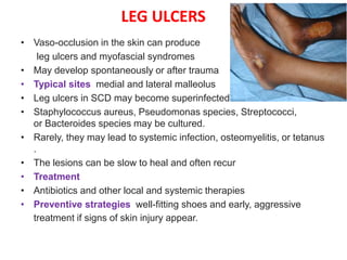LEG ULCERS
• Vaso-occlusion in the skin can produce
leg ulcers and myofascial syndromes
• May develop spontaneously or after trauma
• Typical sites medial and lateral malleolus
• Leg ulcers in SCD may become superinfected.
• Staphylococcus aureus, Pseudomonas species, Streptococci,
or Bacteroides species may be cultured.
• Rarely, they may lead to systemic infection, osteomyelitis, or tetanus
.
• The lesions can be slow to heal and often recur
• Treatment
• Antibiotics and other local and systemic therapies
• Preventive strategies well-fitting shoes and early, aggressive
treatment if signs of skin injury appear.
 