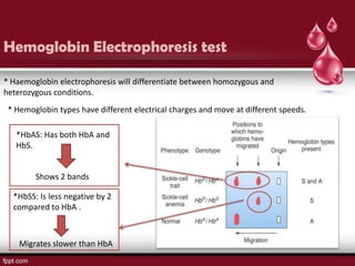 Hemoglobin Electrophoresis test

* Haemoglobin electrophoresis will differentiate between homozygous and
heterozygous conditions.
 * Hemoglobin types have different electrical charges and move at different speeds.

   *HbAS: Has both HbA and
   HbS.


        Shows 2 bands

  *HbSS: Is less negative by 2
  compared to HbA .



    Migrates slower than HbA
 