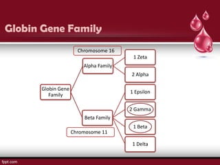 Globin Gene Family
                      Chromosome 16
                                        1 Zeta
                        Alpha Family
                                       2 Alpha

      Globin Gene
                                       1 Epsilon
         Family

                                       2 Gamma
                        Beta Family
                                        1 Beta
                    Chromosome 11

                                       1 Delta
 