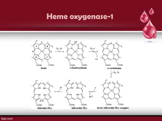 Heme oxygenase-1
 