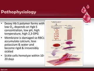 Pathophysiology

• Deoxy Hb S polymer forms with
  low O2, depends on Hgb S
  concentration, low pH, high
  temperature, high 2,3-DPG
• Membrane is damaged so RBCs
  accumulate calcium, lose
  potassium & water and
  become rigid & irreversibly
  sickled
• Sickle cells hemolyze within 10-
  20 days
 