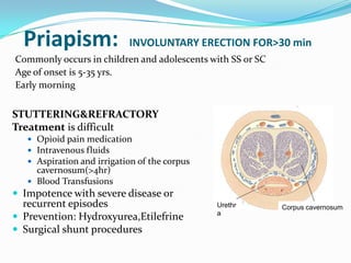 Priapism: INVOLUNTARY ERECTION FOR>30 min
STUTTERING&REFRACTORY
Treatment is difficult
 Opioid pain medication
 Intravenous fluids
 Aspiration and irrigation of the corpus
cavernosum(>4hr)
 Blood Transfusions
 Impotence with severe disease or
recurrent episodes
 Prevention: Hydroxyurea,Etilefrine
 Surgical shunt procedures
Urethr
a
Corpus cavernosum
Commonly occurs in children and adolescents with SS or SC
Age of onset is 5-35 yrs.
Early morning
 