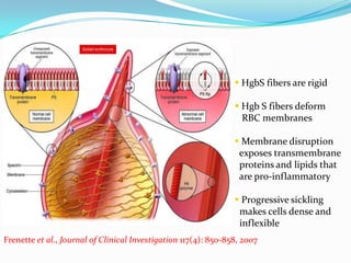 Pathophysiology
 HgbS fibers are rigid
 Hgb S fibers deform
RBC membranes
 Membrane disruption
exposes transmembrane
proteins and lipids that
are pro-inflammatory
 Progressive sickling
makes cells dense and
inflexible
Frenette et al., Journal of Clinical Investigation 117(4): 850-858, 2007
 