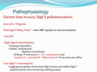 Pathophysiology
Factors that Promote Hgb S polymerization:
Low pO2 / Hypoxia
Prolonged “Delay Time” – time RBC spends in microcirculation
Low pH
High Hgb S concentration
Genotype-dependent
Cellular “Dehydration”
Volume depletion (total body)
Sickling  Activation K+ / Cl- cotransporter and
Gardos Ca2+- activated K+ efflux channels  ion and water efflux
Low Hgb F concentration
 α2γS: gamma globin chains bind Hgb S chains and inhibit Hgb S
polymerization, thus countering sickling process
 