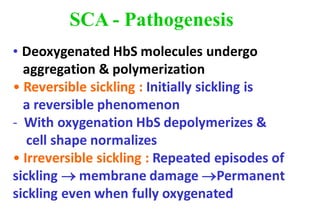 • Deoxygenated HbS molecules undergo
aggregation & polymerization
• Reversible sickling : Initially sickling is
a reversible phenomenon
- With oxygenation HbS depolymerizes &
cell shape normalizes
• Irreversible sickling : Repeated episodes of
sickling → membrane damage →Permanent
sickling even when fully oxygenated
SCA - Pathogenesis
 