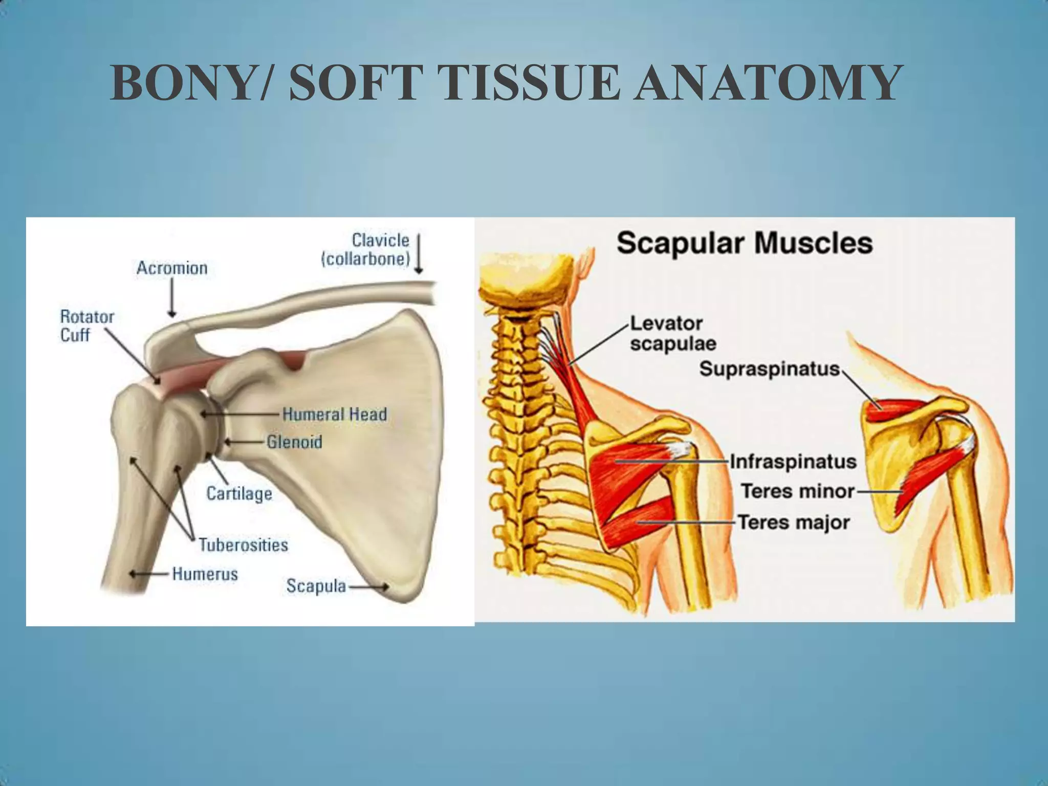 Sickscapula S.I.C.K. Scapula with Clavicle Fractures Case Study Presentation (2013 ...