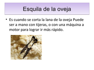 Esquila de la ovejaEsquila de la oveja
• Es cuando se corta la lana de la oveja Puede
ser a mano con tijeras, o con una máquina a
motor para lograr ir más rápido.