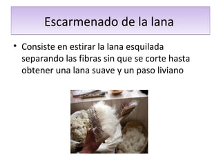 Escarmenado de la lanaEscarmenado de la lana
• Consiste en estirar la lana esquilada
separando las fibras sin que se corte hasta
obtener una lana suave y un paso liviano