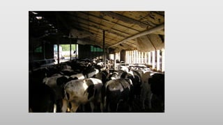 Confinamento com Milho Inteiro
• Categoria animal
• Instalações
• Adaptação dos animais
• Tempo de confinamento
• Nº de tr...