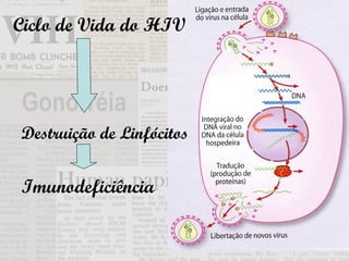 Ciclo de Vida do HIV Destruição de Linfócitos Imunodeficiência 