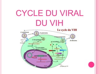 CYCLE DU VIRAL DU VIH 