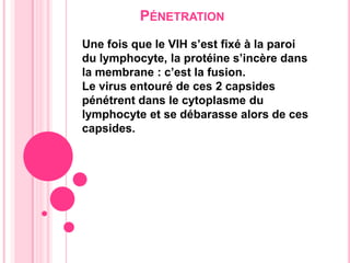 PénetrationUne fois que le VIH s’est fixé à la paroi du lymphocyte, la protéine s’incère dans la membrane : c’est la fusion. Le virus entouré de ces 2 capsides pénétrent dans le cytoplasme du lymphocyte et se débarasse alors de ces capsides.