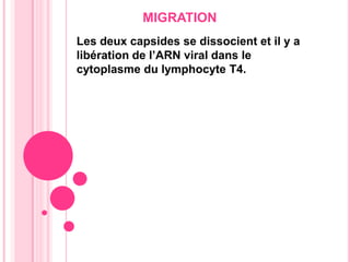 MIGRATIONLes deux capsides se dissocient et il y a libération de l’ARN viral dans le cytoplasme du lymphocyte T4.