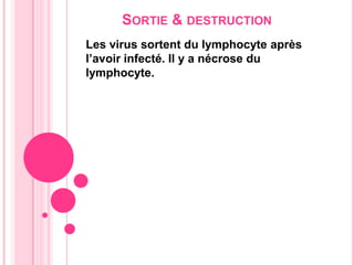 Sortie & destructionLes virus sortent du lymphocyte après l’avoir infecté. Il y a nécrose du lymphocyte.