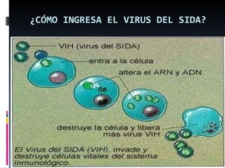 ¿CÓMO INGRESA EL VIRUS DEL SIDA? 