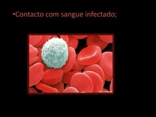•Contacto com sangue infectado;
 