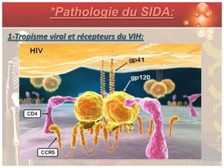 *Pathologie du SIDA:
1-Tropisme viral et récepteurs du VIH:
 