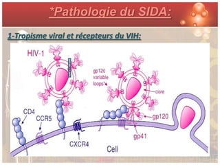 *Pathologie du SIDA:
1-Tropisme viral et récepteurs du VIH:
 