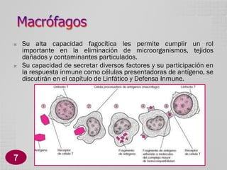 



7

Su alta capacidad fagocítica les permite cumplir un rol
importante en la eliminación de microorganismos, tejidos
dañados y contaminantes particulados.
Su capacidad de secretar diversos factores y su participación en
la respuesta inmune como células presentadoras de antígeno, se
discutirán en el capítulo de Linfático y Defensa Inmune.

 