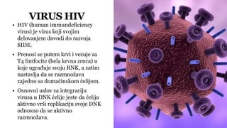 VIRUS HIV
• HIV (human immundeficiency
virus) je virus koji svojim
delovanjem dovodi do razvoja
SIDE.
• Prenosi se putem krvi i vezuje za
T4 limfocite (bela krvna zrnca) u
koje ugrađuje svoju RNK, a zatim
nastavlja da se razmnožava
zajedno sa domaćinskom ćelijom.
• Osnovni uslov za integraciju
virusa u DNK ćelije jeste da ćelija
aktivno vrši replikaciju svoje DNK
odnosno da se aktivno
razmnožava.
 