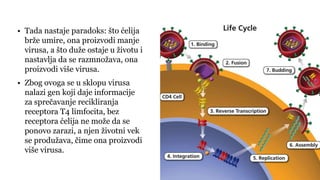 • Tada nastaje paradoks: što ćelija
brže umire, ona proizvodi manje
virusa, a što duže ostaje u životu i
nastavlja da se razmnožava, ona
proizvodi više virusa.
• Zbog ovoga se u sklopu virusa
nalazi gen koji daje informacije
za sprečavanje recikliranja
receptora T4 limfocita, bez
receptora ćelija ne može da se
ponovo zarazi, a njen životni vek
se produžava, čime ona proizvodi
više virusa.
 