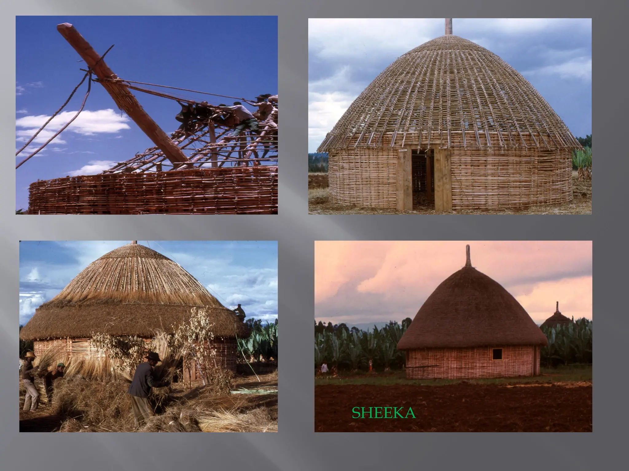 SHEEKA
 